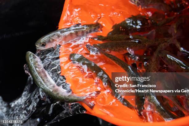 Staff with Kingfisher Flat Hatchery and Monterey Bay Salmon and Trout Project Rescue work to release 6,000 young Southern Coho Salmon, called smolts,...