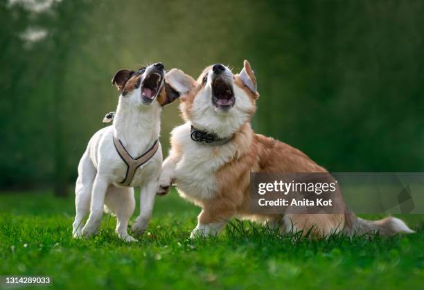 vocalizing dogs. funny puppies - ladrando fotografías e imágenes de stock