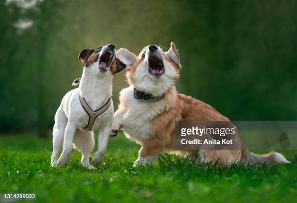 vocalizing dogs. funny puppies - aboiement photos et images de collection