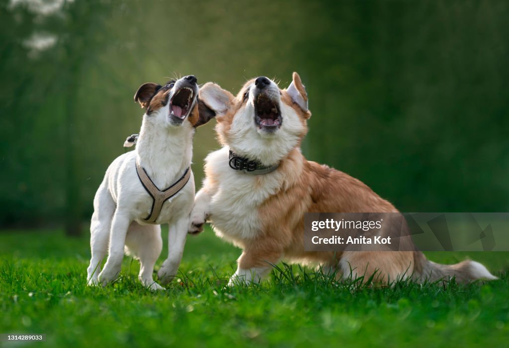 Vocalizing dogs. Funny puppies