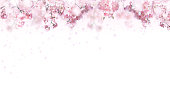 Cherry blossoms and soaring petals