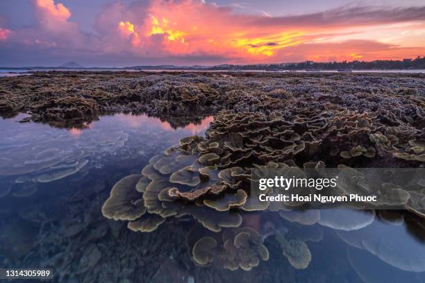 6,816 Coral Reef Above Stock Photos, High-Res Pictures, and Images ... Image Nguyễn Hoài image beautiful image beautiful image beautiful image beautiful image beautiful image beautiful image beautiful image beautiful image beautiful - 6,816 Coral Reef Above Stock Photos, High-Res Pictures, and Images ...
