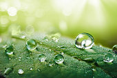 Beautiful water drops after rain on green leaf in sunlight.