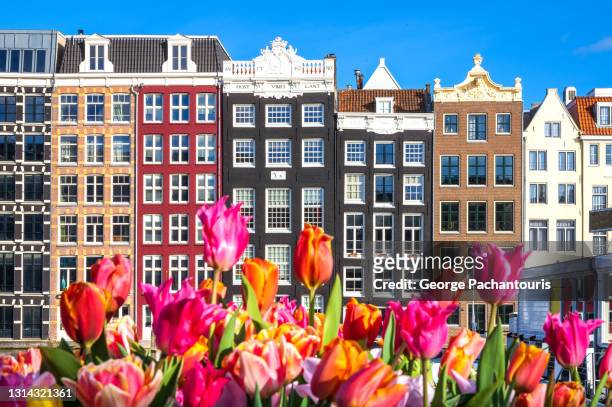 tulips and colorful houses in amsterdam - amsterdam stock pictures, royalty-free photos & images