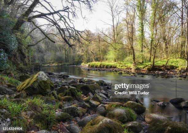 along the dart river - river dart stock pictures, royalty-free photos & images