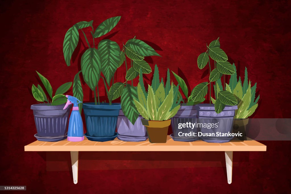 Plants on the shelves in the living room