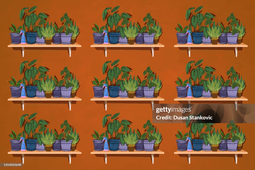 Plants on the shelves
