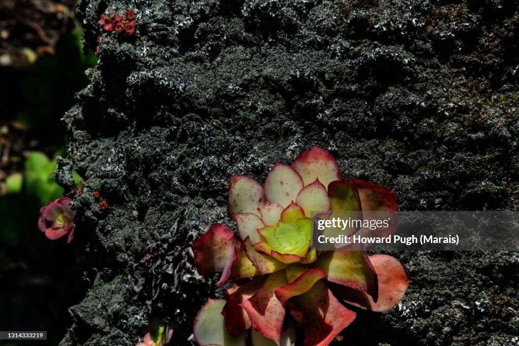 Detail against tree trunk and root soil