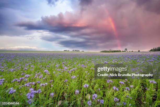 purple rain. - purple rain stock pictures, royalty-free photos & images