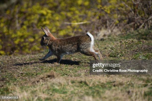 Rabbit Running Away Imagens e fotografias de stock - Getty Images