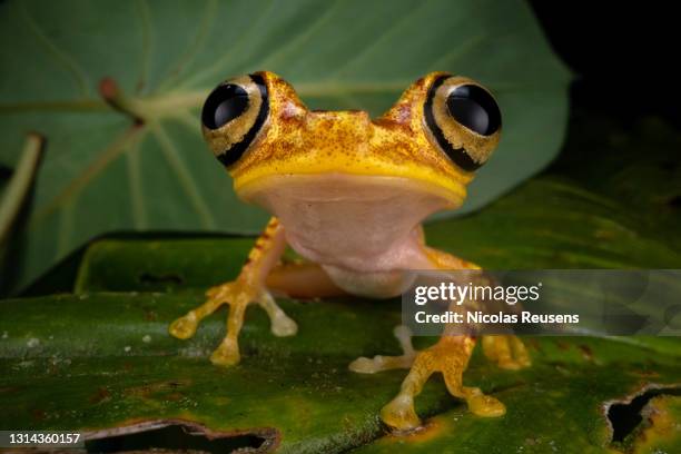 imbabura tree frog portrait - sud america foto e immagini stock