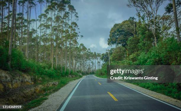 new asphalt road among eucalyptus forests - batemans bay fotografías e imágenes de stock