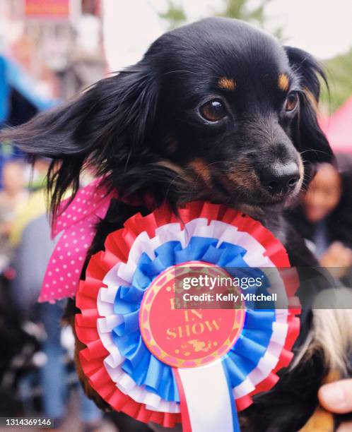best in show badge winner dachshund - crufts dog show photos et images de collection