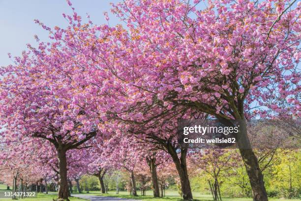 cherry blossom on an avenue of trees - florecer fotografías e imágenes de stock