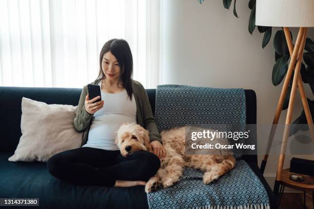 pregnant woman using smartphone while sitting on sofa with her dog - dog sofa stock pictures, royalty-free photos & images