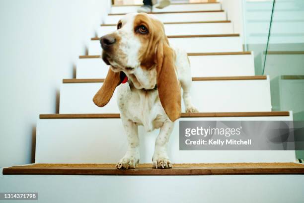 basset hound on staircase - basset stock-fotos und bilder