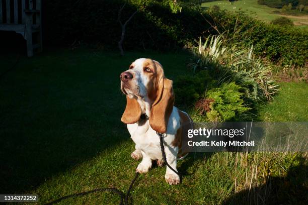 basset hound in garden afternoon - basset hound puppies stock pictures, royalty-free photos & images