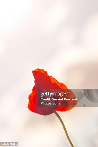 lest we forget - poppy stock pictures, royalty-free photos & images