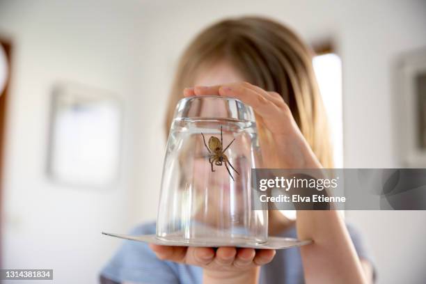 child holding a large house spider trapped inside a drinking glass in a hallway - spinne stock-fotos und bilder