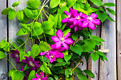 Clematis blossoms against a wood fence background