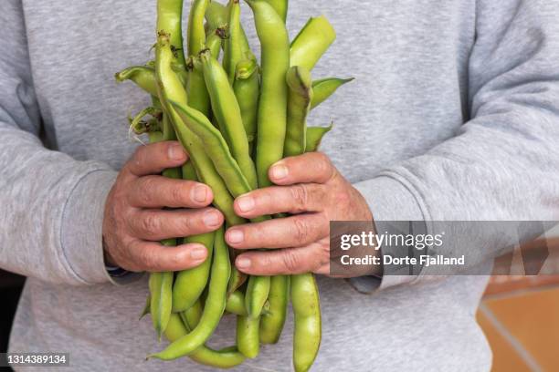 male hands holding a bunch of fresh fava beans in front him - fava bean stock pictures, royalty-free photos & images