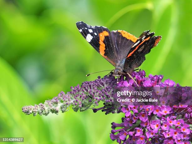 red admiral butterfly feeding on buddleia - butterfly bush stock pictures, royalty-free photos & images