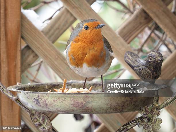 european robin on a bird feeder - bird feeder foto e immagini stock