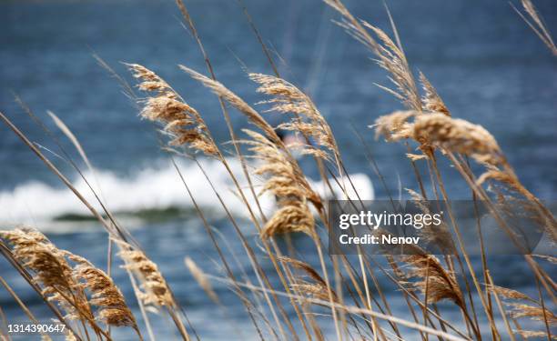 image of feather reed grass - pampas grass stock-fotos und bilder