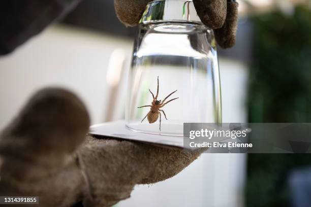 close up of house spider trapped inside drinking glass held by an adult wearing protective gardening gloves in a back yard - spider stockfoto's en -beelden