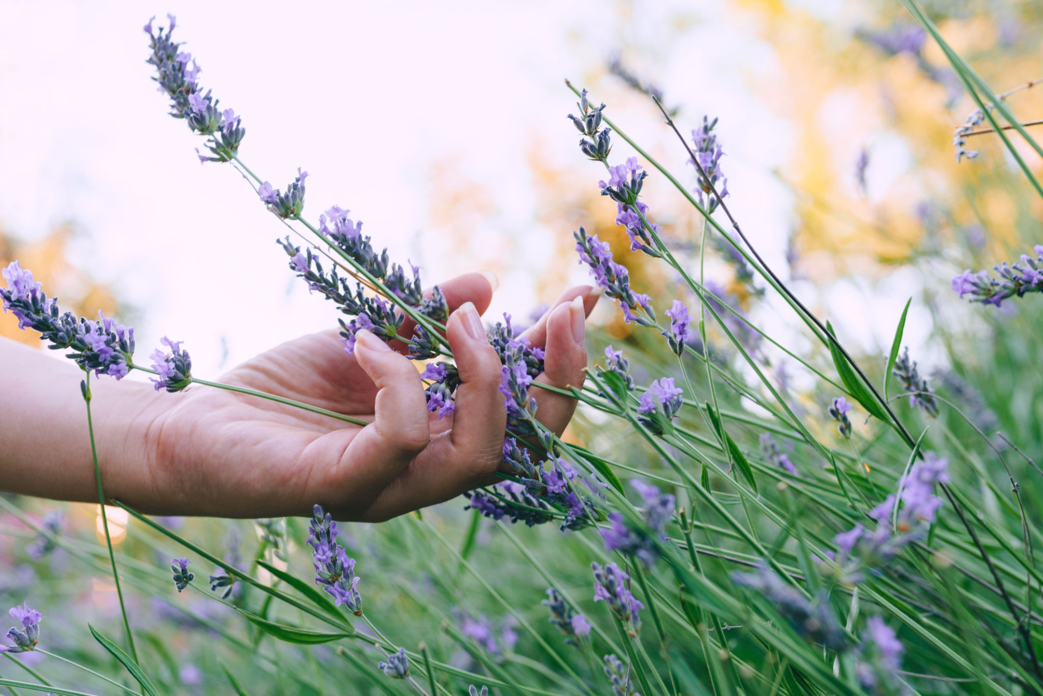 sensory garden