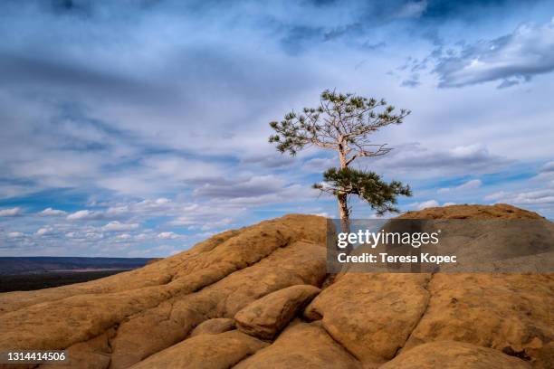 single juniper tree - survivor photos et images de collection