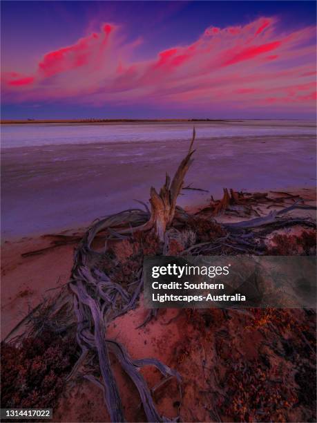 beautiful colours in the first light of dawn, lake tyrrell, near the town of sealake, wimmera district of victoria, australia. - lake victoria australia stock pictures, royalty-free photos & images