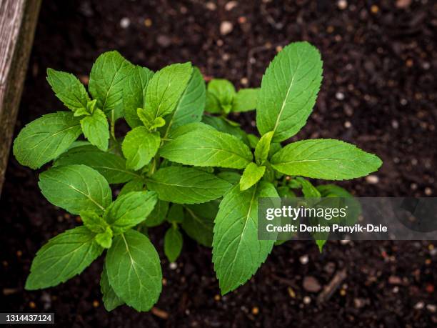 close-up of peppermint plant - pfefferminze stock-fotos und bilder