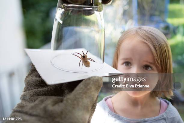 nervous child (8-9) looking at a house spider, trapped inside a drinking glass, held by an adult wearing protective gardening gloves, in a back yard - fobia imagens e fotografias de stock