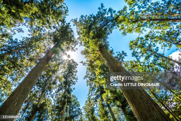 towering cedar tree forest. tsu, mie, japan - cedar tree stock pictures, royalty-free photos & images