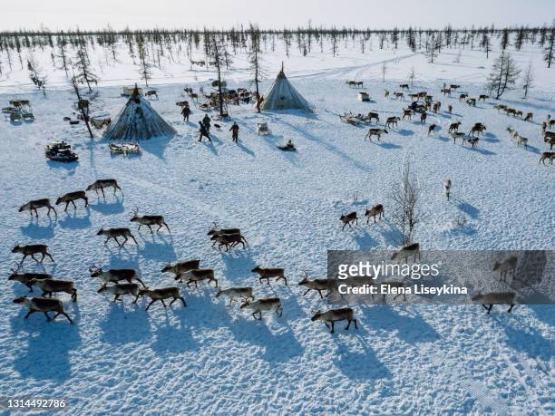 reindeer herder camp in north siberia from above - nenets stock pictures, royalty-free photos & images