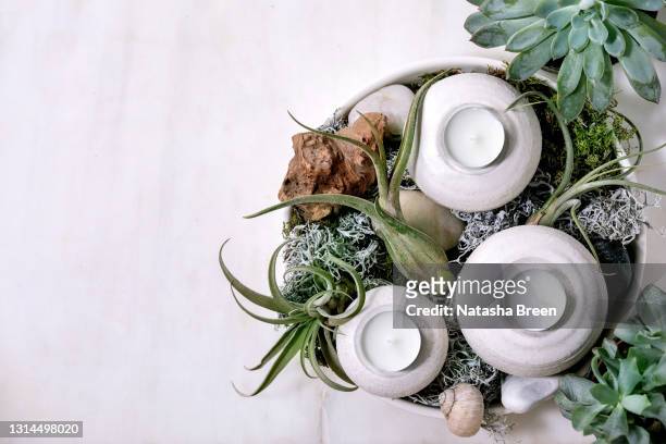 tillandsia air and different succulent plant in ceramic pots - air plant stock pictures, royalty-free photos & images