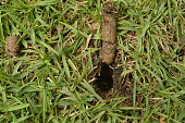 Close up of hole and soil core from core aeration process