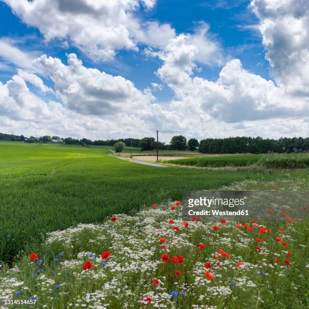 flowers between grain fields near wuppertal, germany - wuppertal bildbanksfoton och bilder