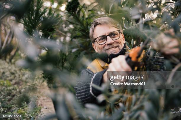 portrait of smiling mature man pruning olive tree - garten baum stock-fotos und bilder