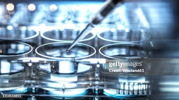 pipetting sample into micro well plate while doing research on biotechnology - microbiology stock pictures, royalty-free photos & images