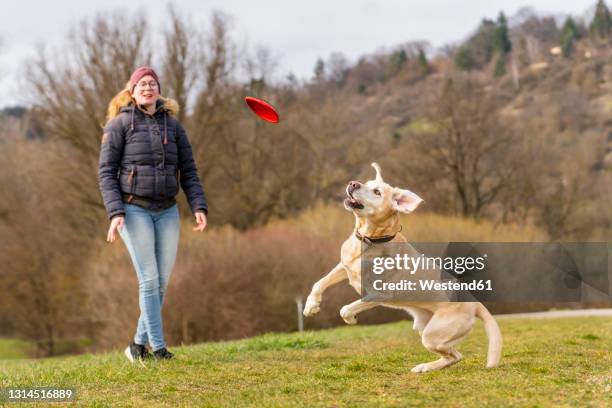 young woman with labrador jumping to catch plastic disc - dog jumping stockfoto's en -beelden