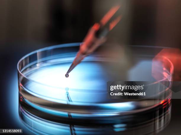 pipetting sample into petri dish at laboratory - boîte de pétri photos et images de collection