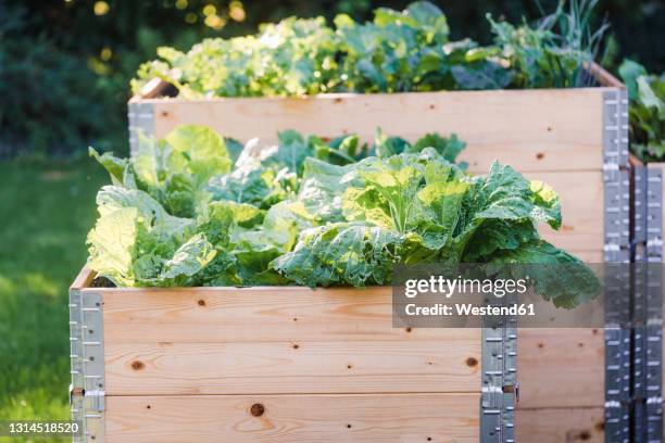 vegetable grown in raised beds at garden - flower bed photos et images de collection