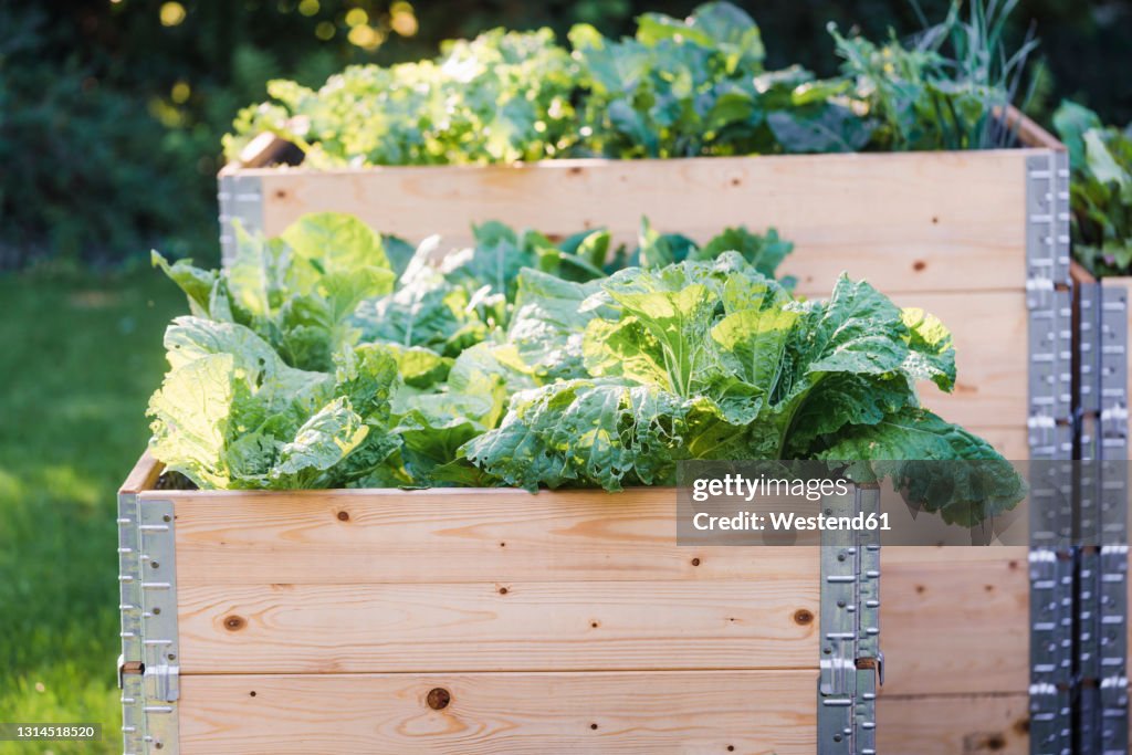 Vegetable grown in raised beds at garden