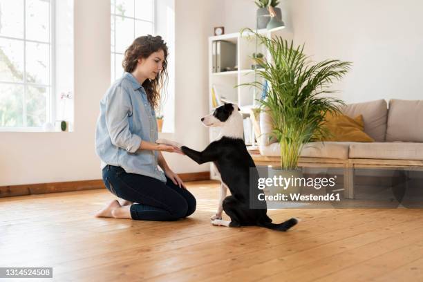 jack russell terrier shaking hand with woman kneeling on hardwood floor at home - dressage foto e immagini stock