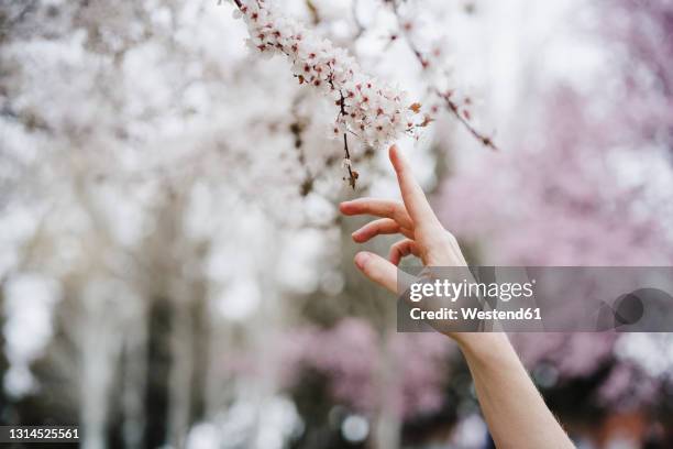 woman touching almond tree blossoms at park - almond tree photos et images de collection