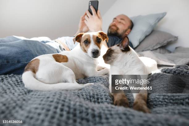 cat and dog by mature man using smart phone while lying on bed at home - hund und katze stock-fotos und bilder