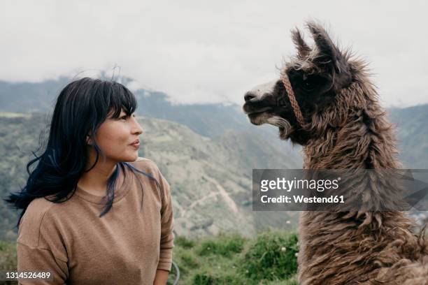 woman with bangs looking at alpaca - alpaka stock-fotos und bilder
