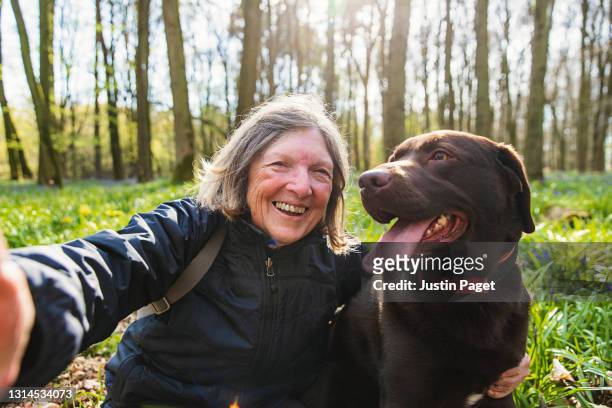 a senior lady takes a selfie her with chocolate labrador dog - dierlijke mond stockfoto's en -beelden